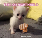 I love funny cAtS gRoUp