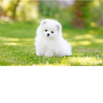 Dogs are cute and friendly