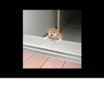 DOGGOS are best