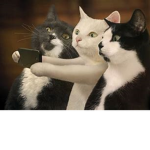murder mystery cat