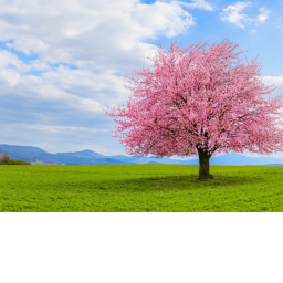 Like Game/Get Gamepass To Grow Tree[CLOSED]