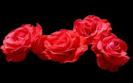 Feral Heart ♫
