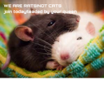 Rat club.ONLY RAT/MICE