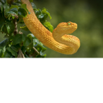 Team SnakeWeeper