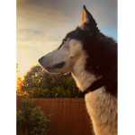 ThE DoG PERIOD