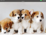 The the puppies