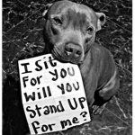 Against Animal Abuse Club