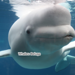 whales: Beluga