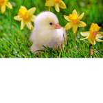 Chicken Cute Club