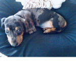 Rocks The Dachshund