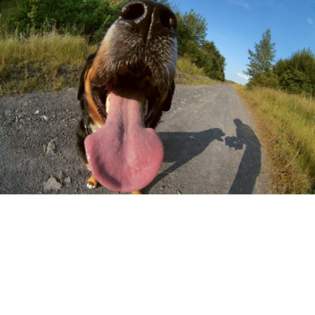 ONLY SEE A DOG