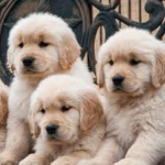 Kawaii Unidog Squad!