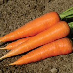 EatRabbitCarrots