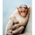 AO monkey universe