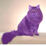 Purple Cat Group