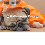 DoggySid