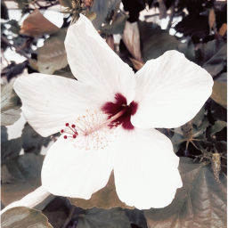 ❀