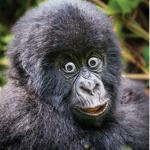Gorilla's lol