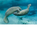 DA Manatee People