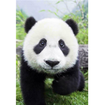 Crazy panda group