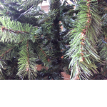 VIBE-CHRISTMAS-TREE