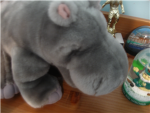 The Hippo Lovers!