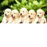 puppy fun games