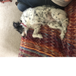 #I Love my dog Freckles that’s her image