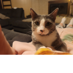 Cat CAT CAT CAT obby