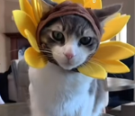 The sunflower’s