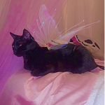 prettie kitties