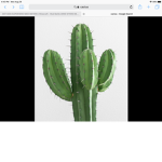 Cacti of robloxia