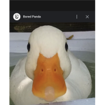 My duck group!!!!!!!