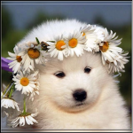 Daisy Fields Animal Adoption