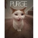 'Purge