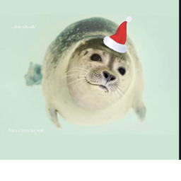-Cult Of The Seals-'s Place Number: 0