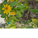 Sunflower's of the sun
