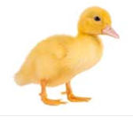 🐥🐥 DUCK SQUAD 🐥🐥