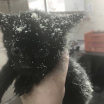 amholosgatos