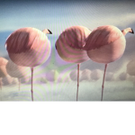 flamingo is big
