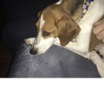 Will dog penny puppy