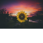 Sunny Sunflower Giveaway Group!