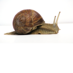 snails <3