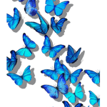 Wonderful Butterfly World