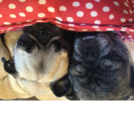 Pugs da best dog