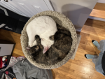 Kitty cats are the best!
