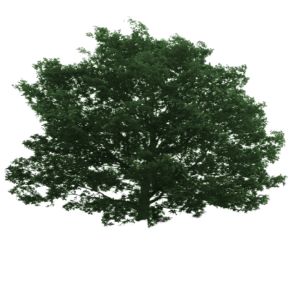 Tree transparent 🌳 Roblox decal