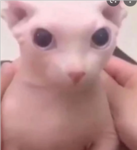 Pop cat Parodies