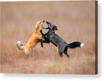 Therian fox club