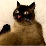 The meme cats